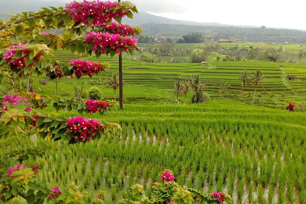 Bali Jatiluwih Rice Terraces